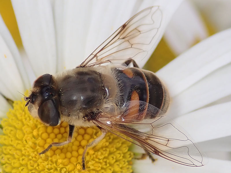 da identificare: Eristalis ?